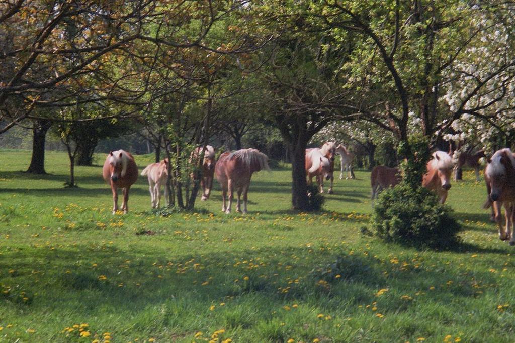 Ferienwohnung Siebmann Neuruppin Oda fotoğraf