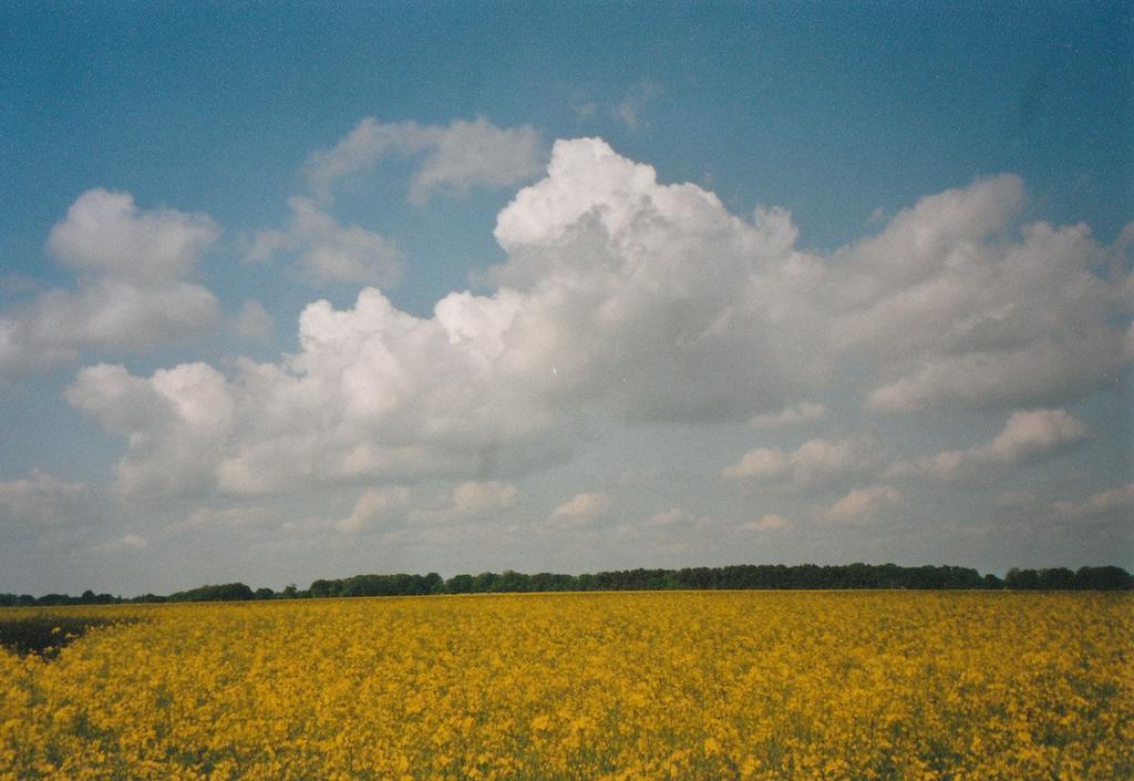 Ferienwohnung Siebmann Neuruppin Oda fotoğraf